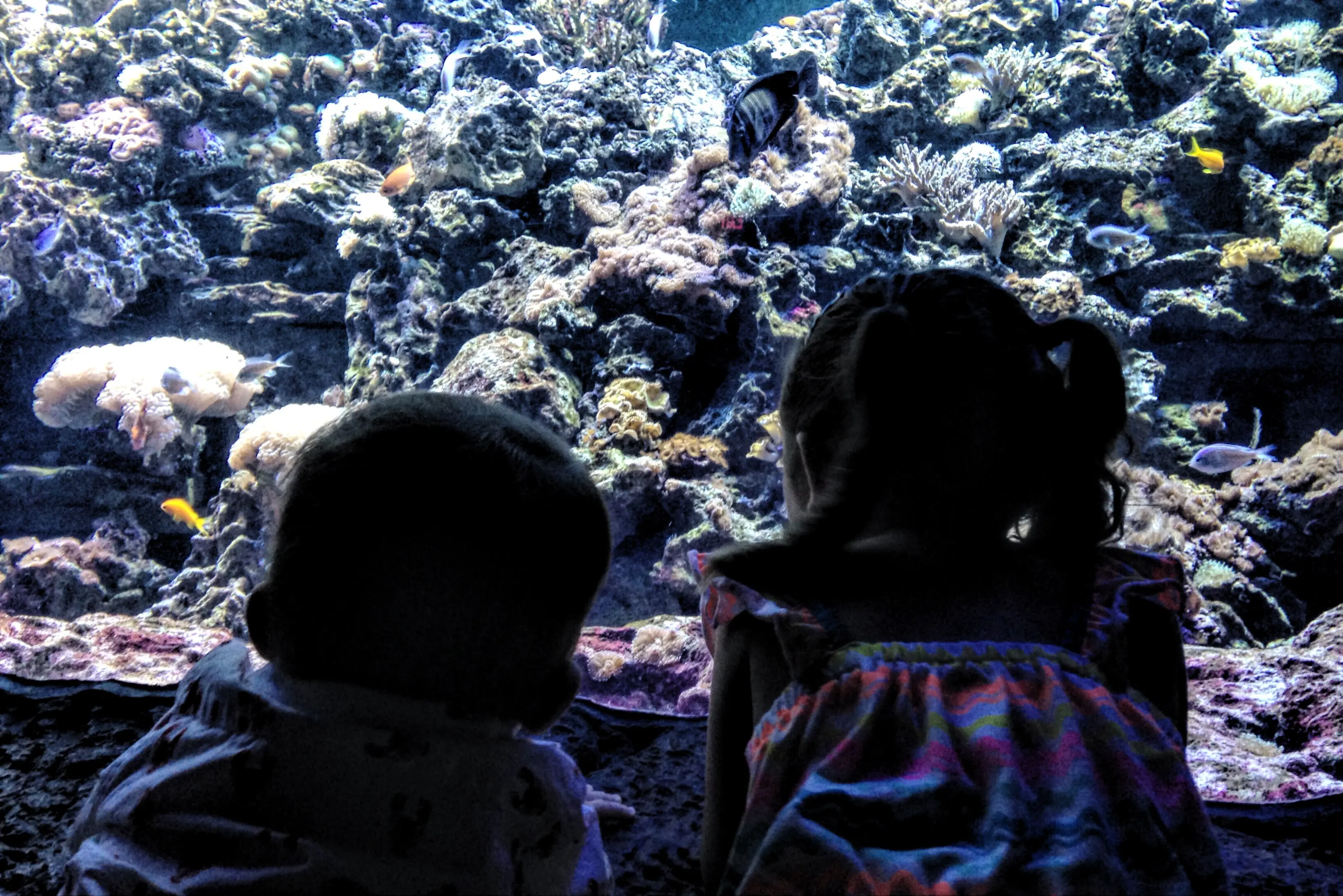 Blick von hinten auf Kinder, die Fische in einem Aquarium betrachten.
